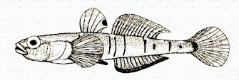 Pomatoschistus lozanoi_0001